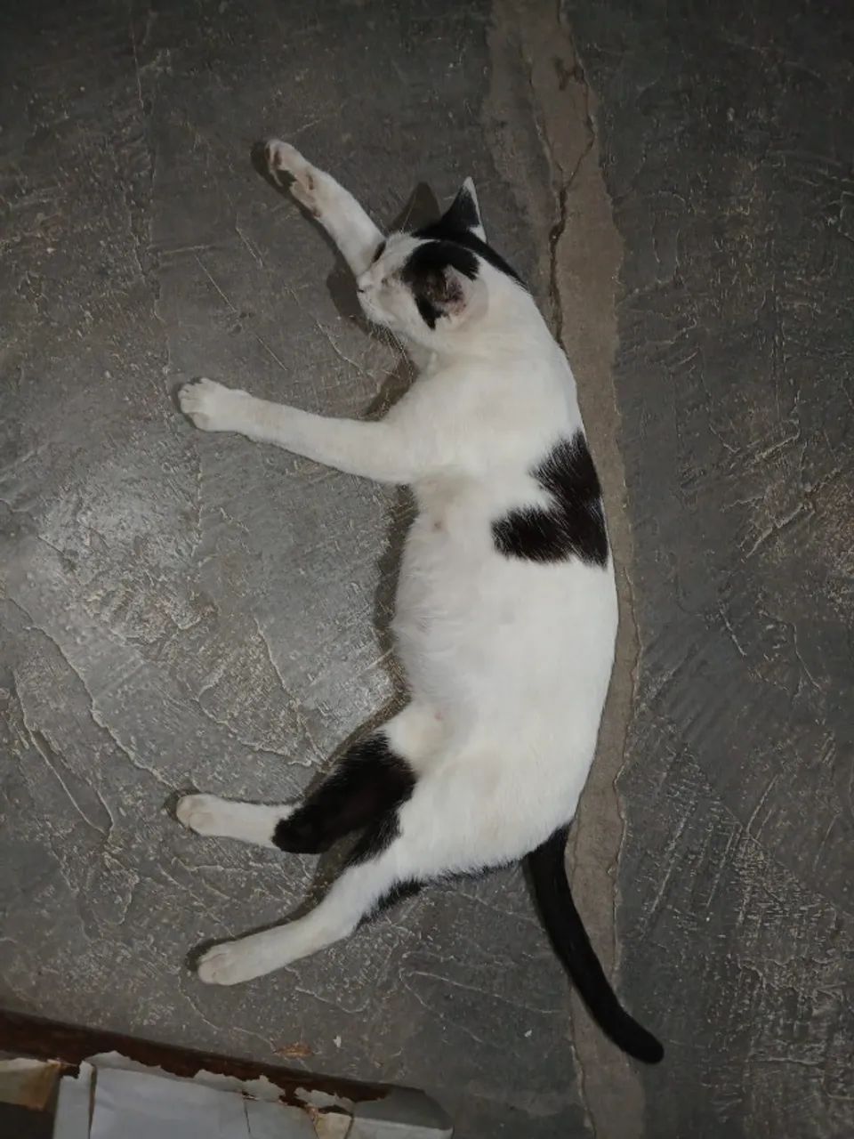 Gatinha Manhosa - Foto 2