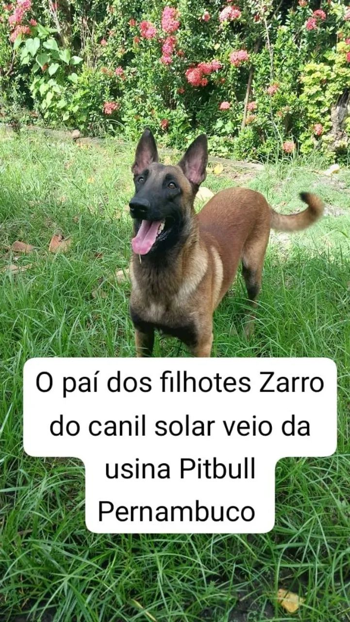 CACHORRO DE RAÇA  - Foto 2