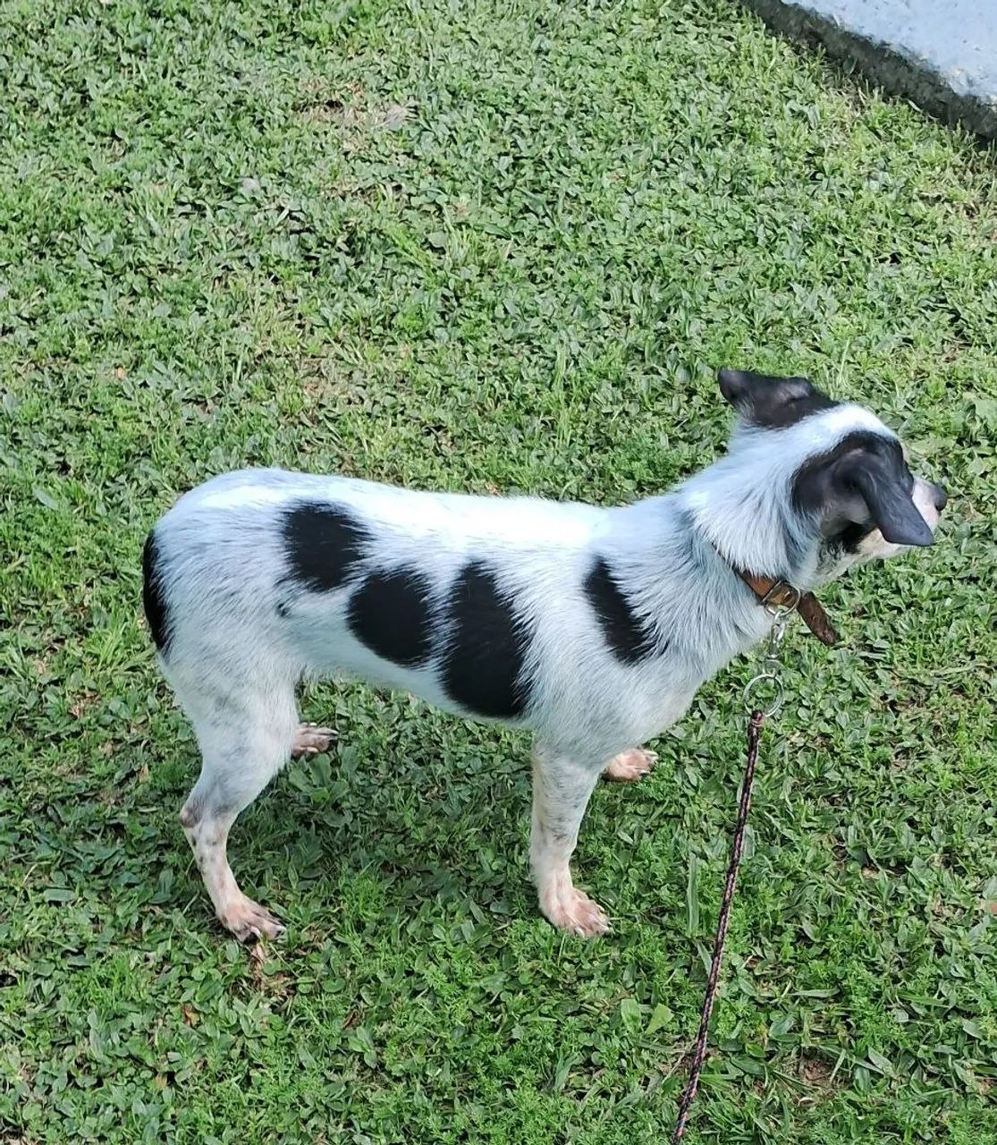 Animal de estimaçao  - Foto 2