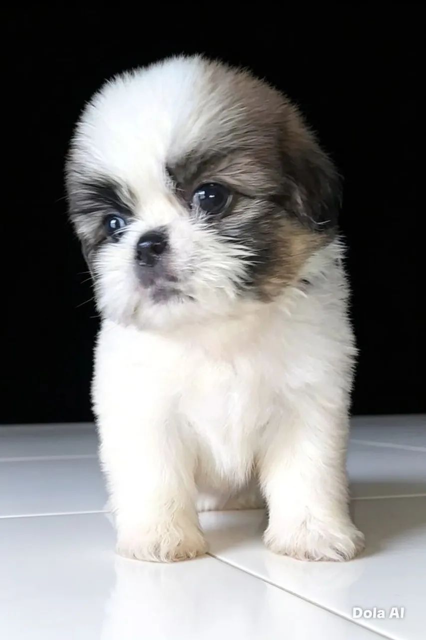 Shih-tzu machinho... - Foto 3