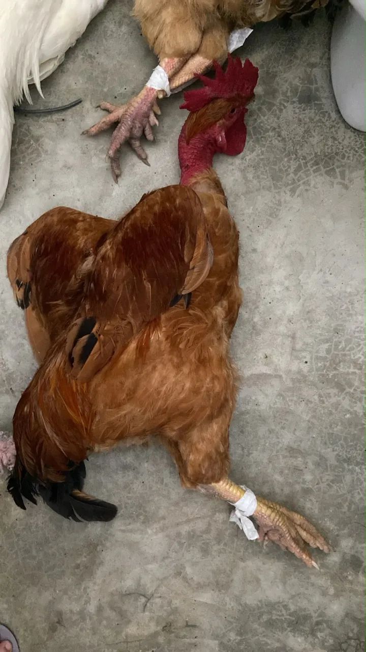 Galo - Foto 2