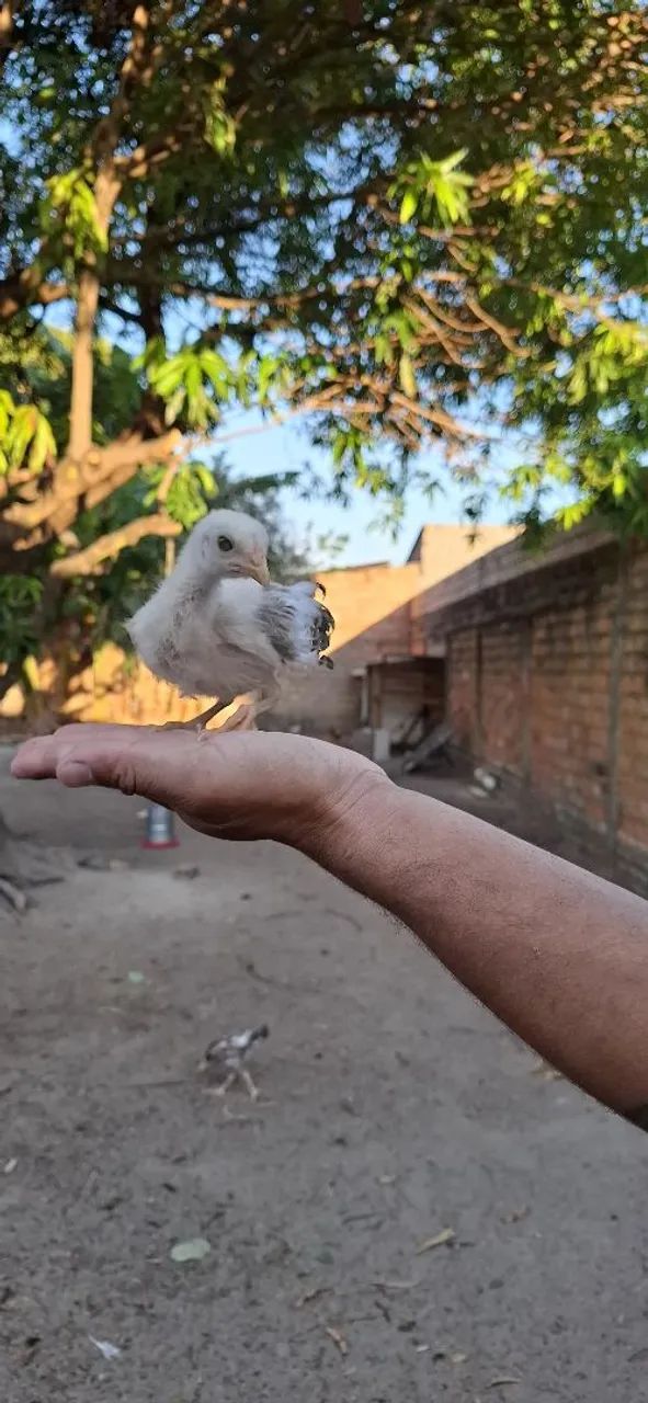 Pintinho 