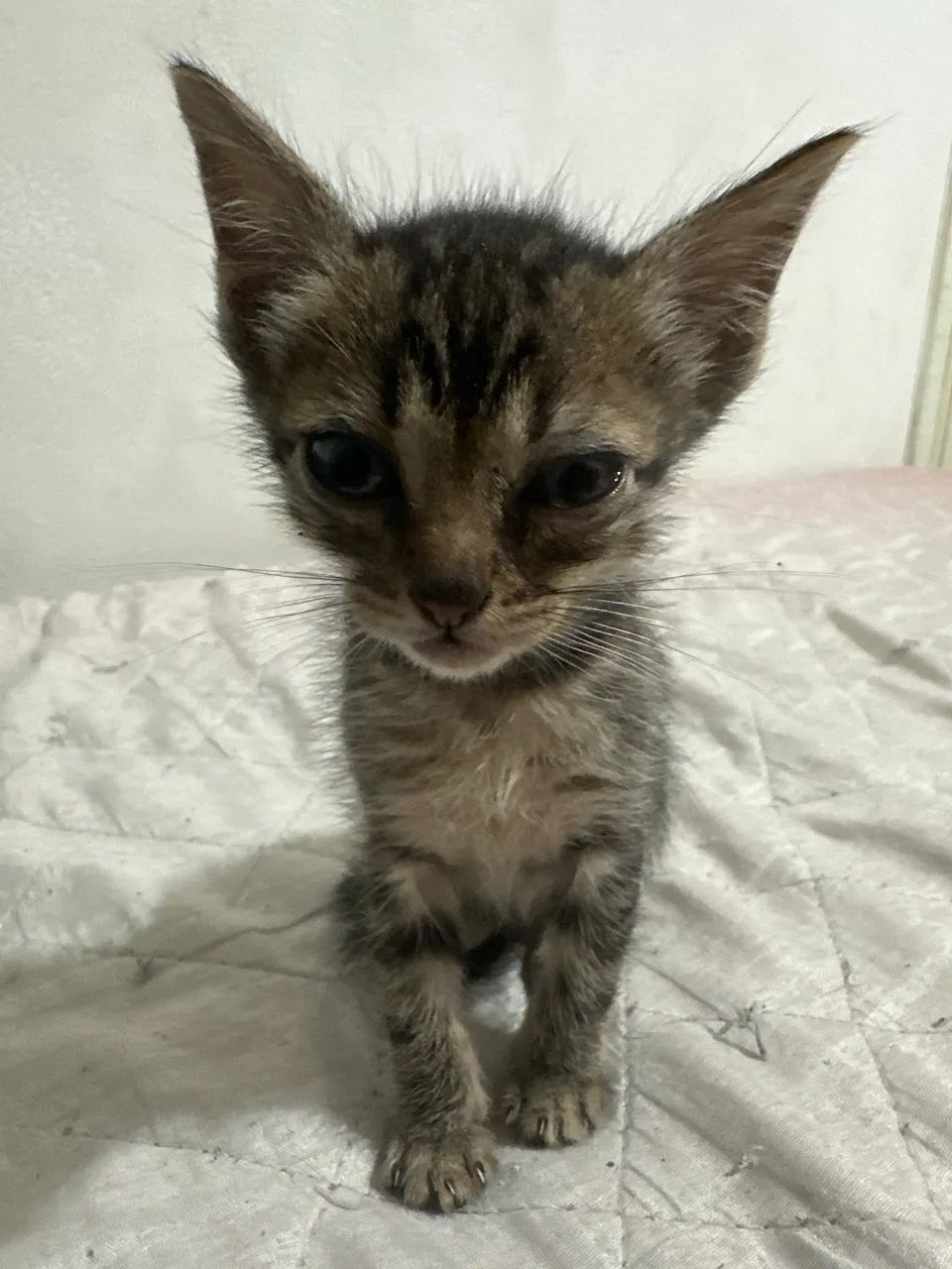 Gatinha para adoção 