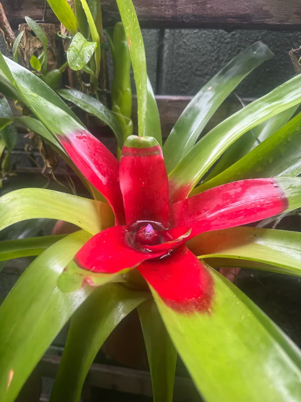 Bromélia rara - Foto 2