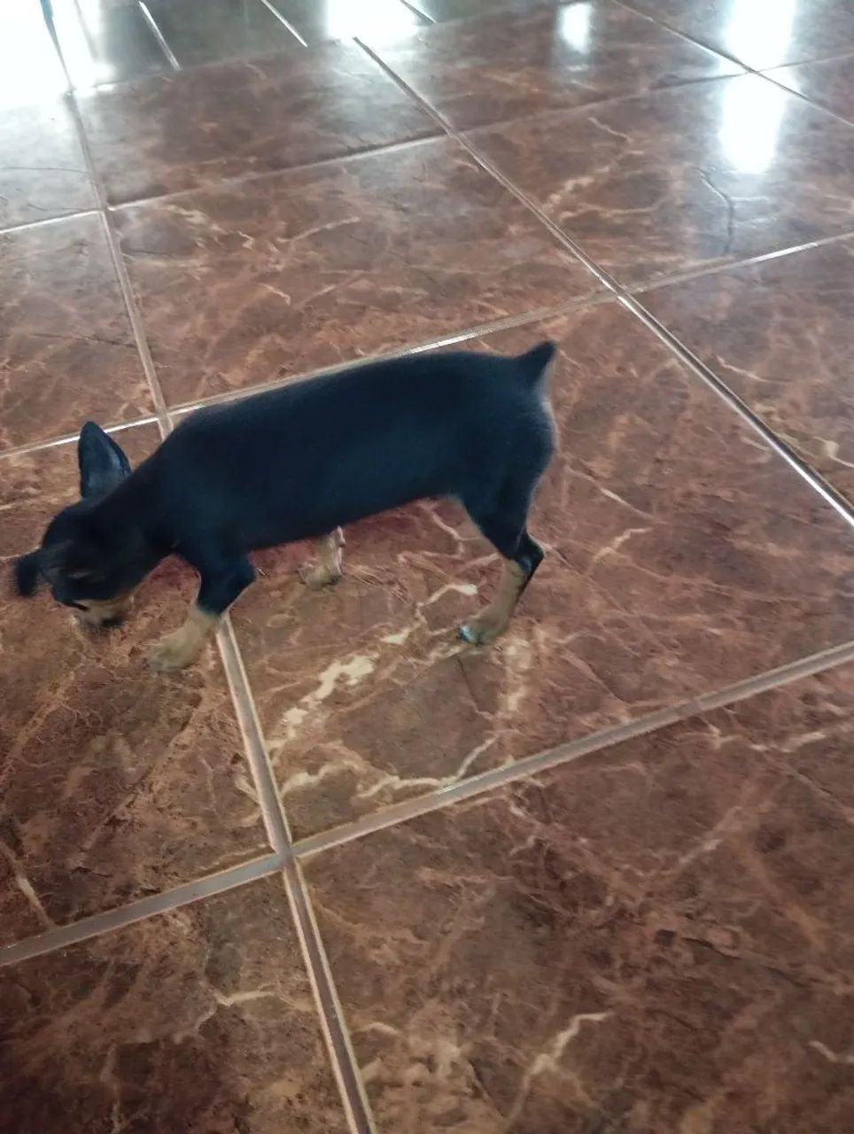 Pinscher macho 
