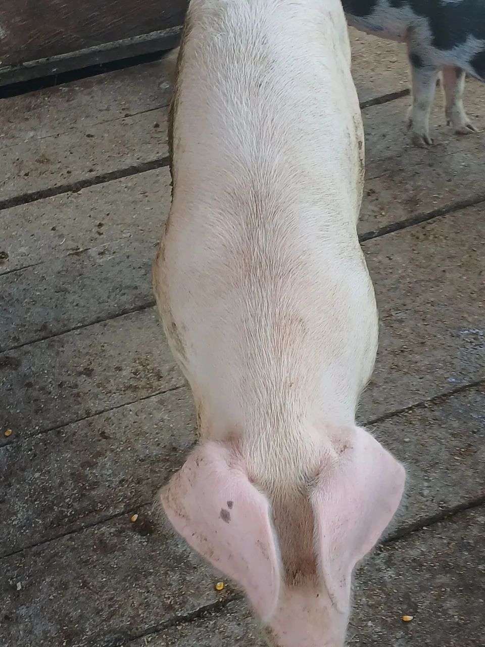 Porco  - Foto 3