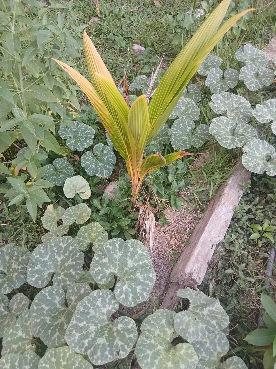 Muda de pe de coco - Foto 2