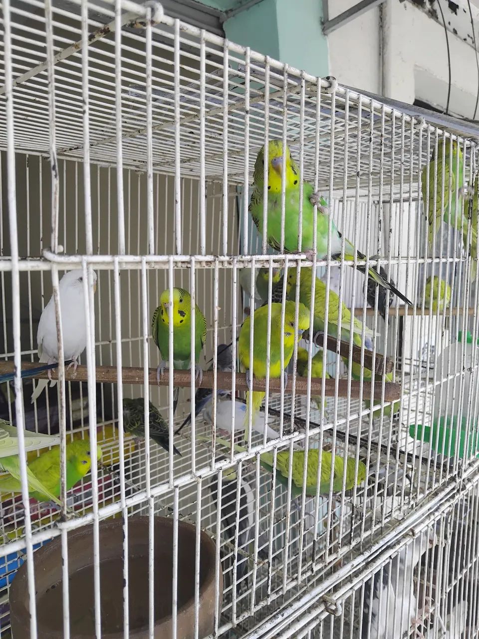 Aves - Foto 3
