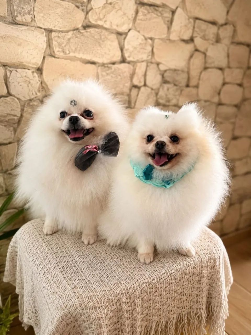 Spitz Alemão Anão 