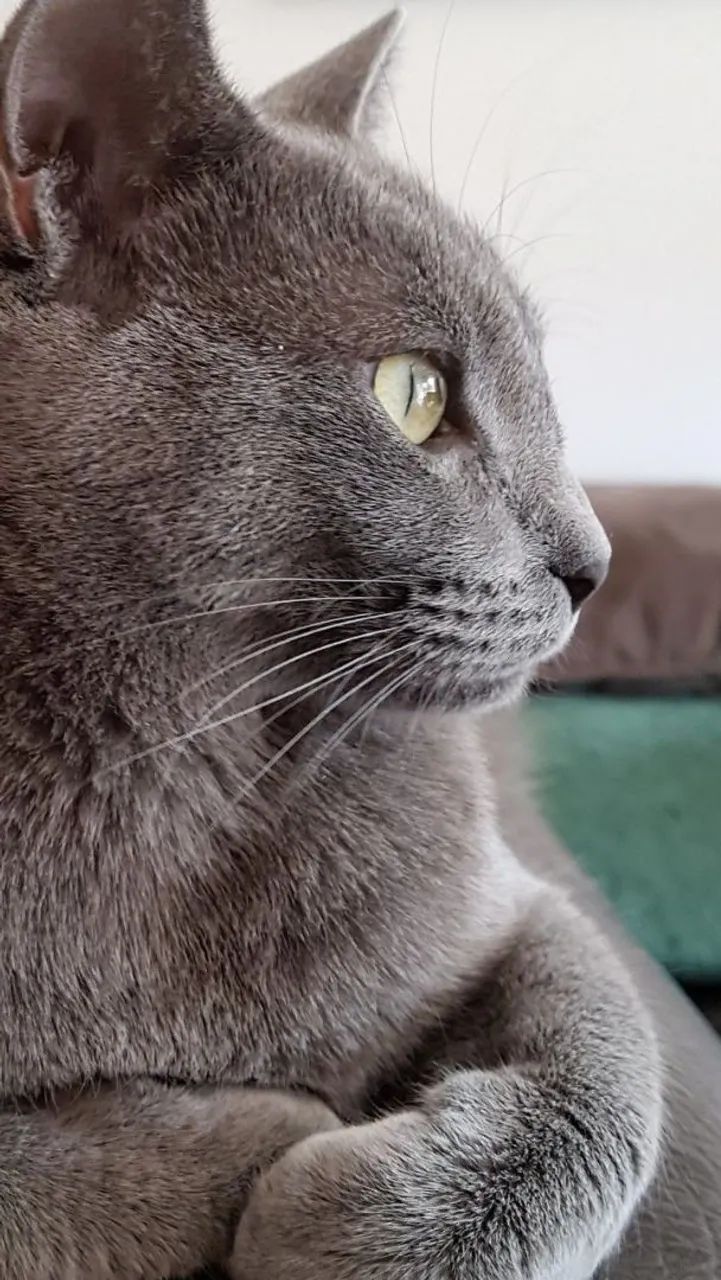 Russian Blue  - Foto 4