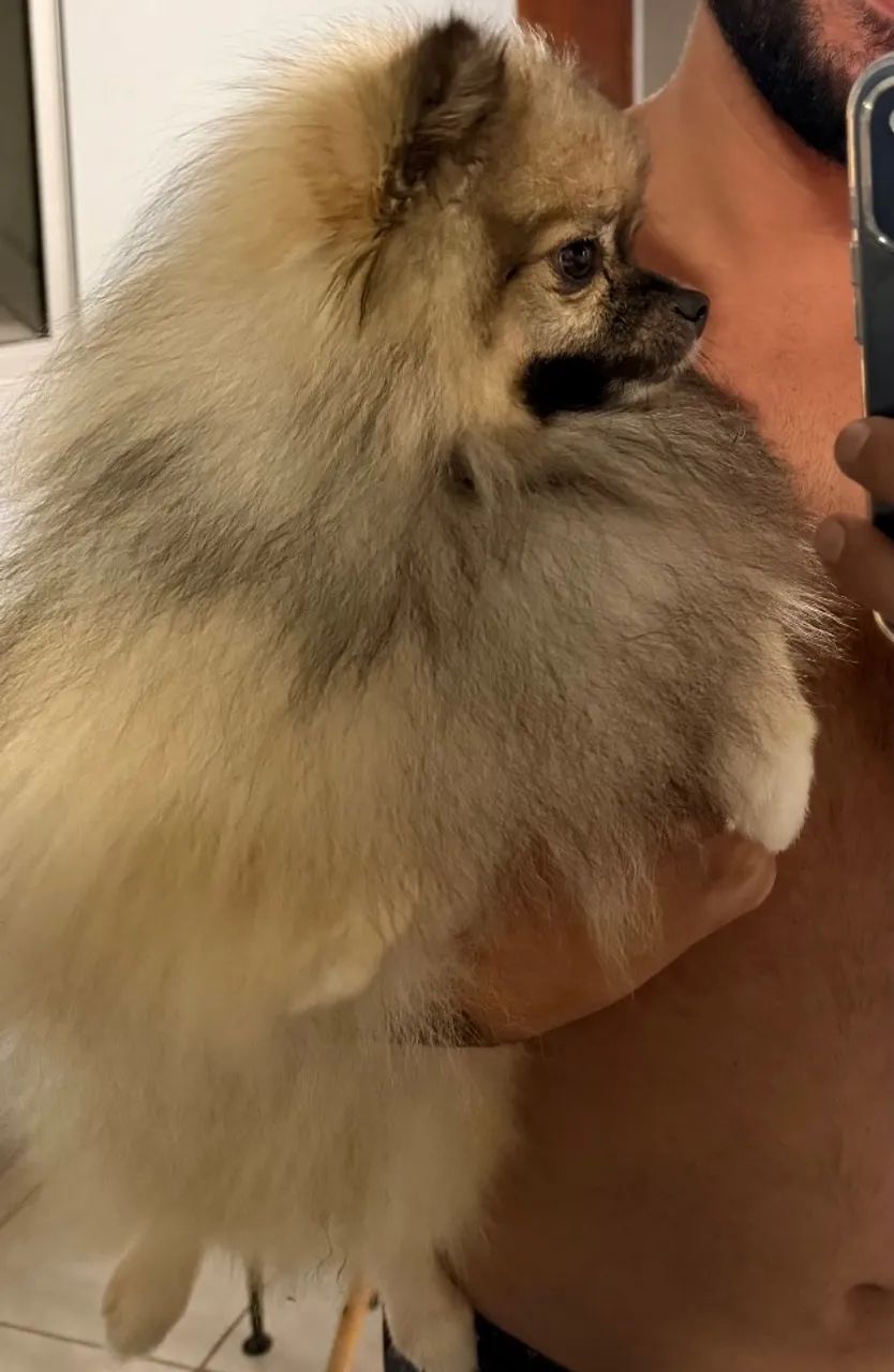 Spitz alemão  - Foto 3