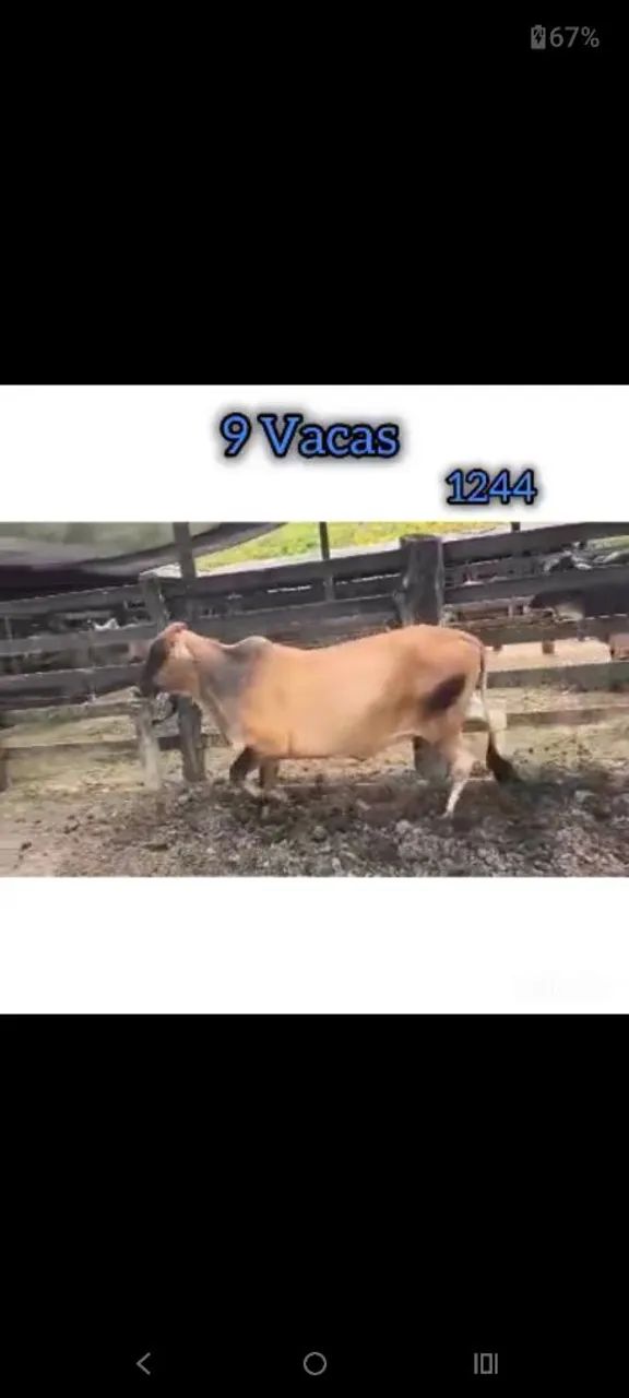 9 Vacas - Foto 5