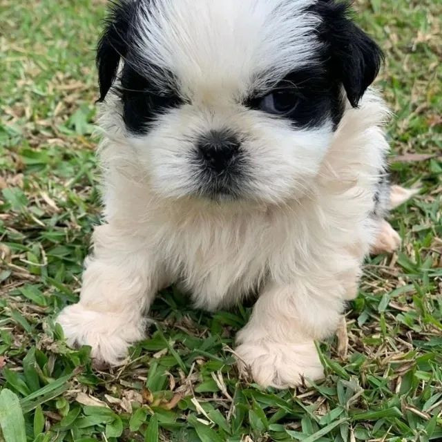 shihn tzu com garantia 