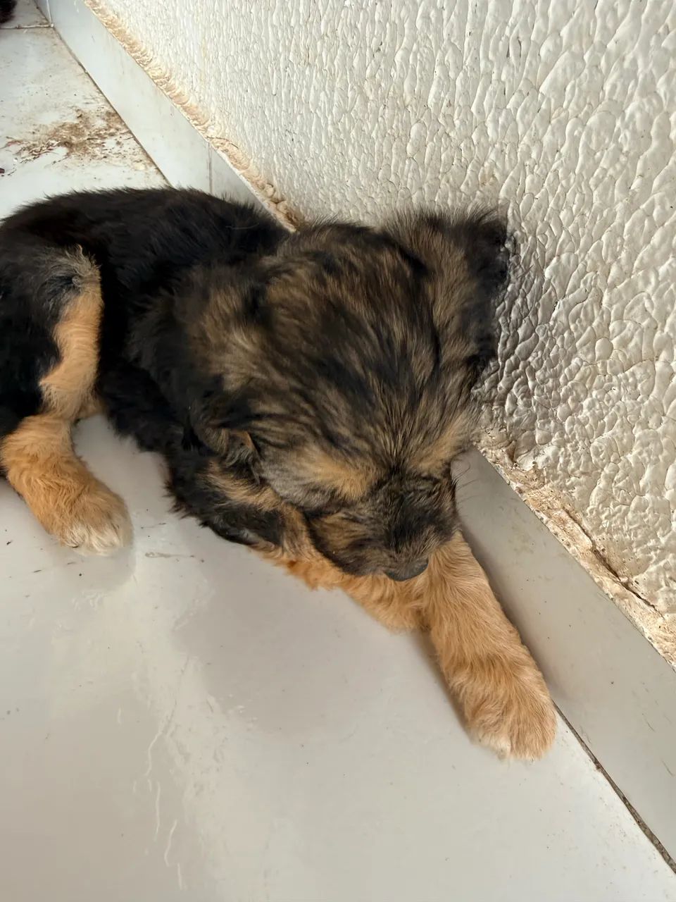 Vendo cachorros poodle com maltês  - Foto 2