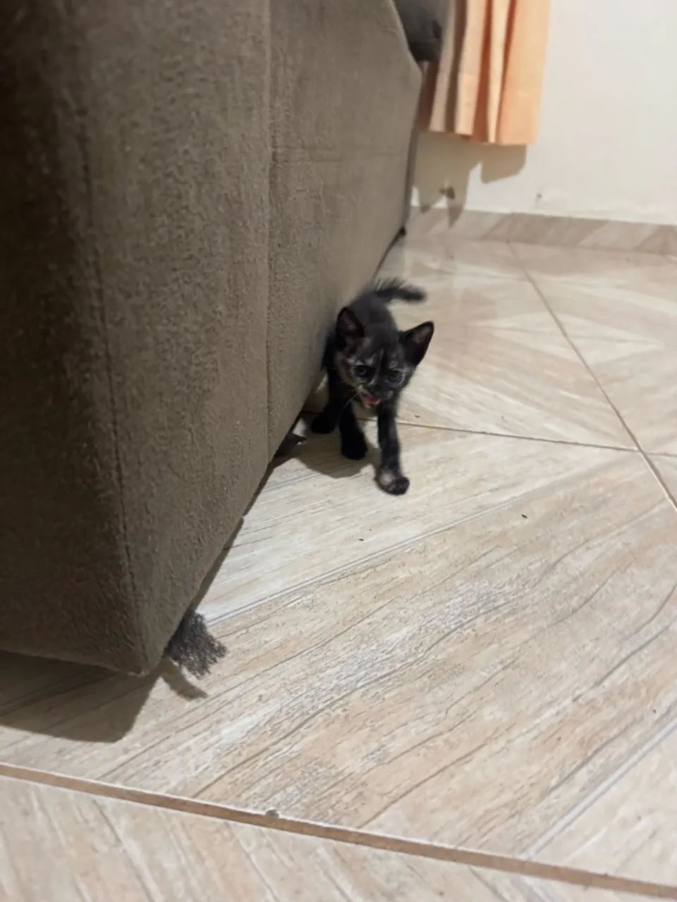 Gatos doar - Foto 2