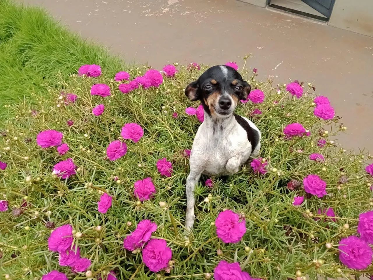 Filhotes pinscher  - Foto 4