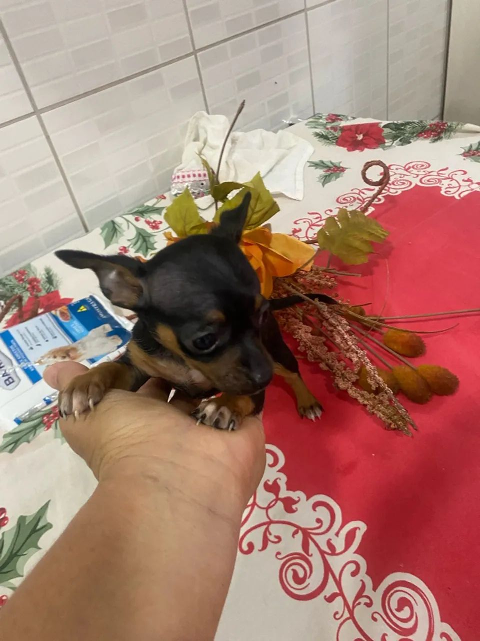  Pinscher machinho  - Foto 2