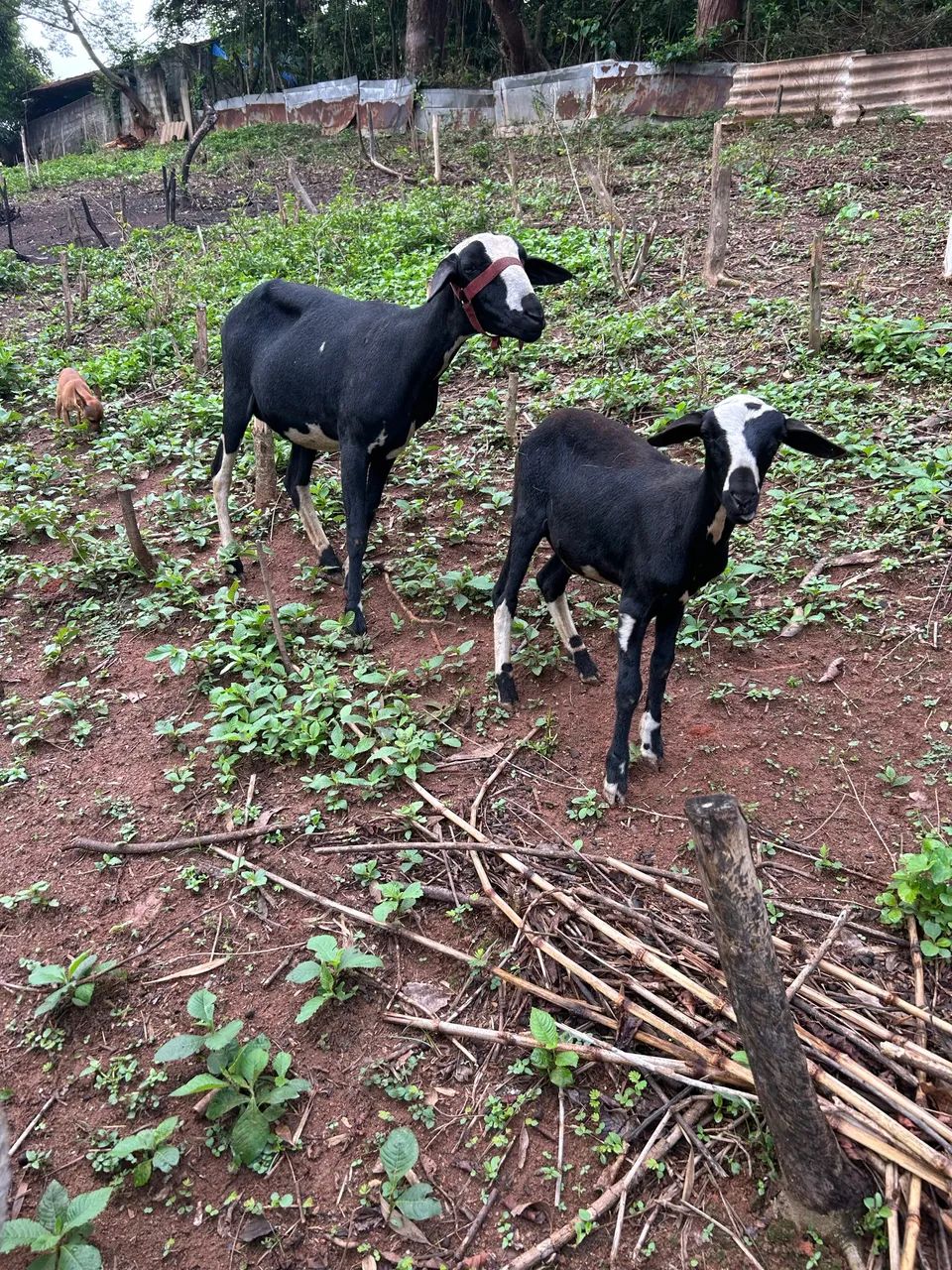 Vendo burrega santa Inês com filhote 