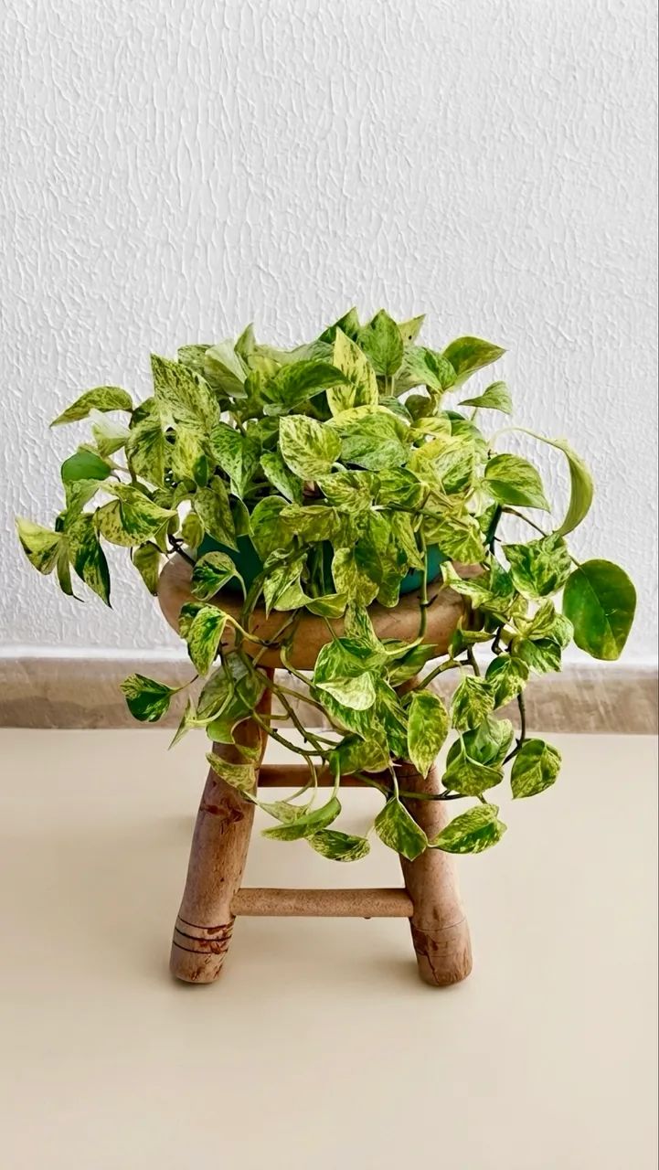 Vendo Plantas Pendentes 1 - Foto 2