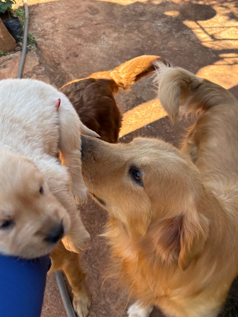 Golden retriever 