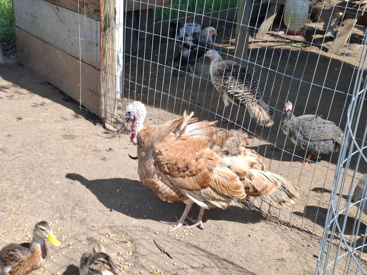 Vendo Casal de Peru