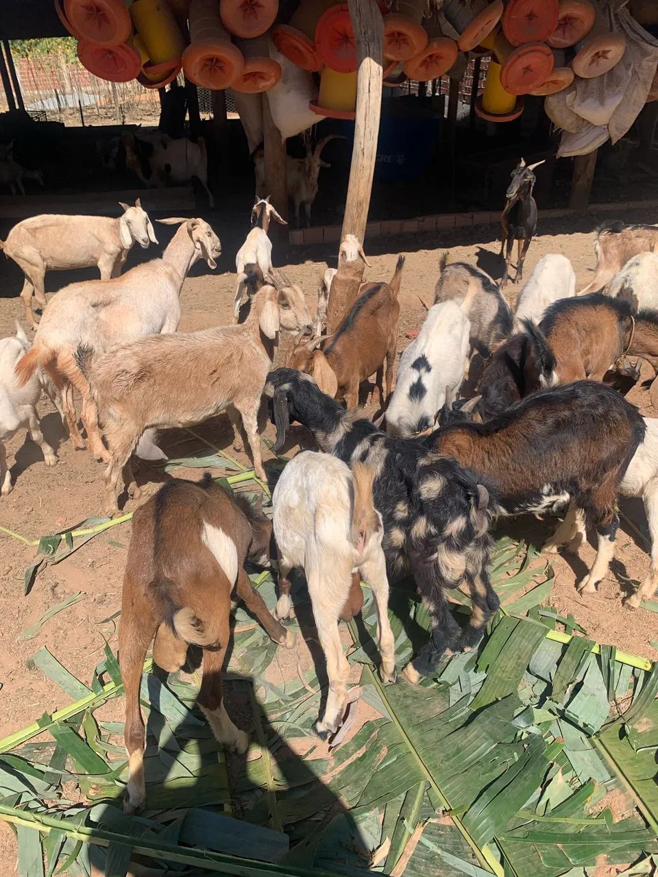 Cabras e bodes  - Foto 5