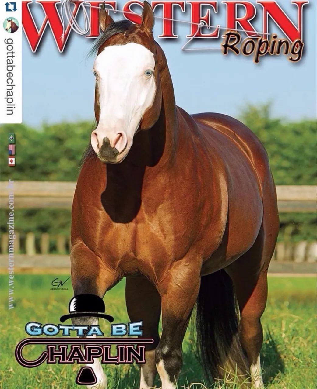 Garanhão Quarto de Milha Gotta A Chex - Foto 5