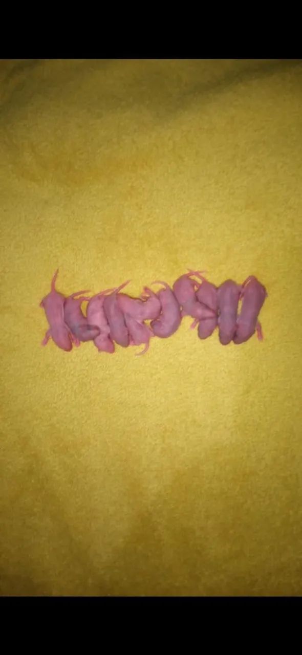 Vendo filhote de rato twister - Foto 2