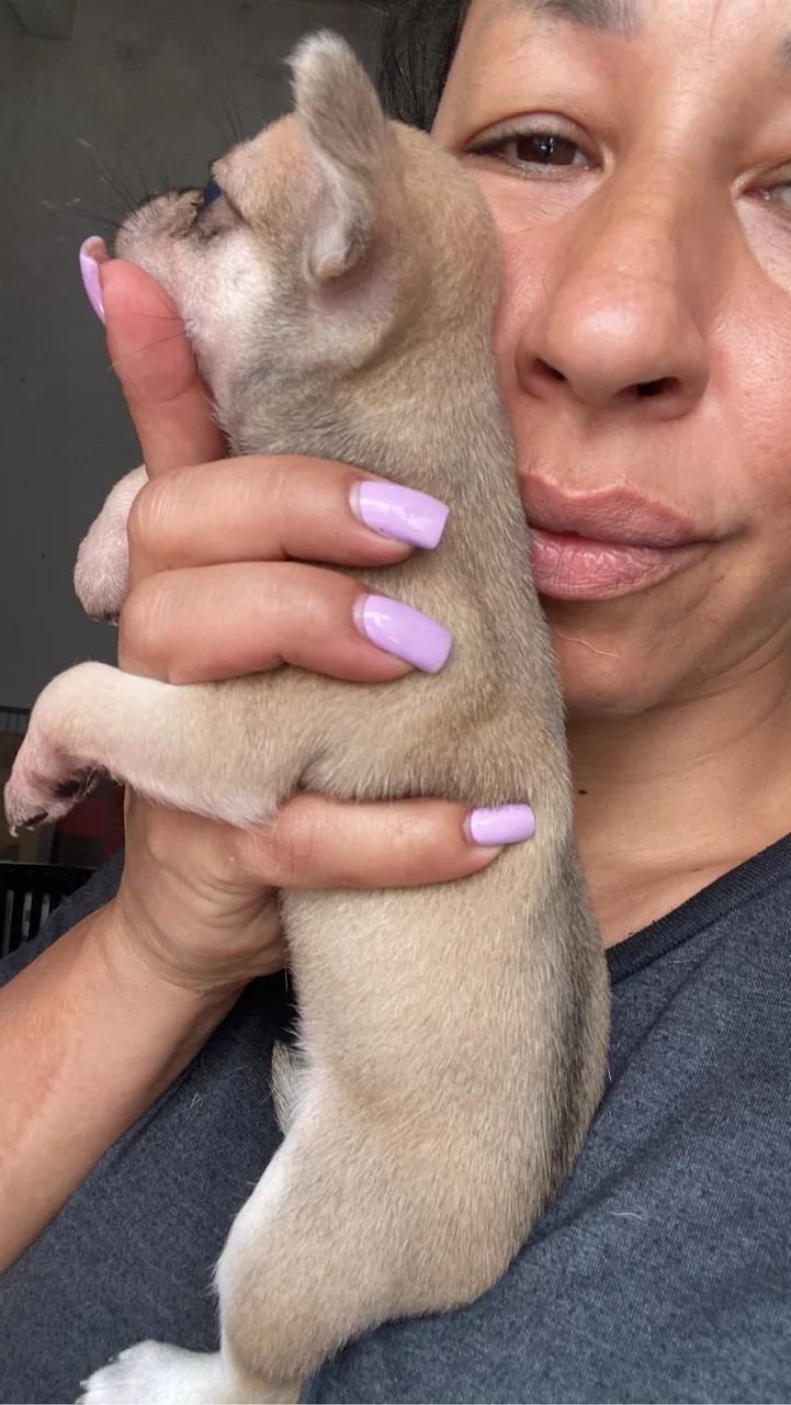 Chihuahuas - Foto 5