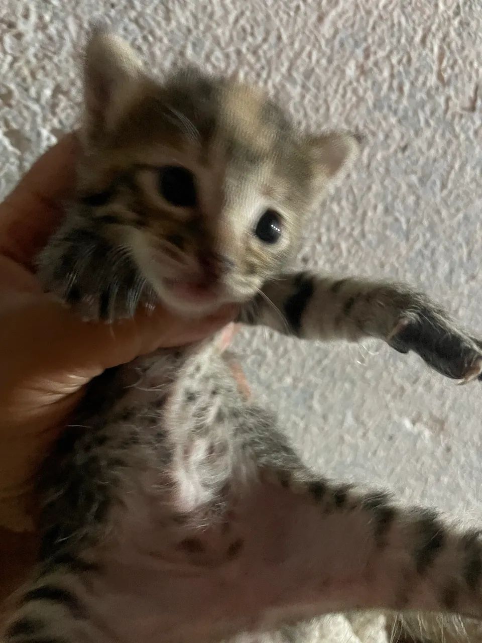 GATOS, ANGORÁS PRA VENDA 2 MACHOS E 1 FÊMEA SOU DE FERRAZ ZL - Foto 6