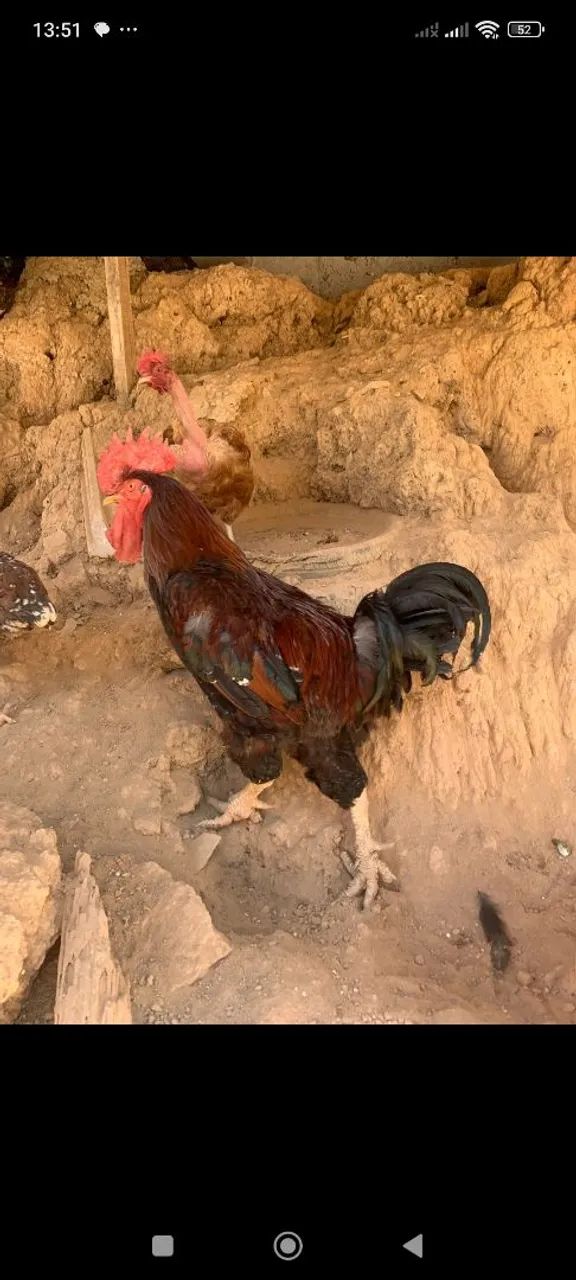 Galinhas sertaneja balão, franguinhos e galos.. - Foto 6