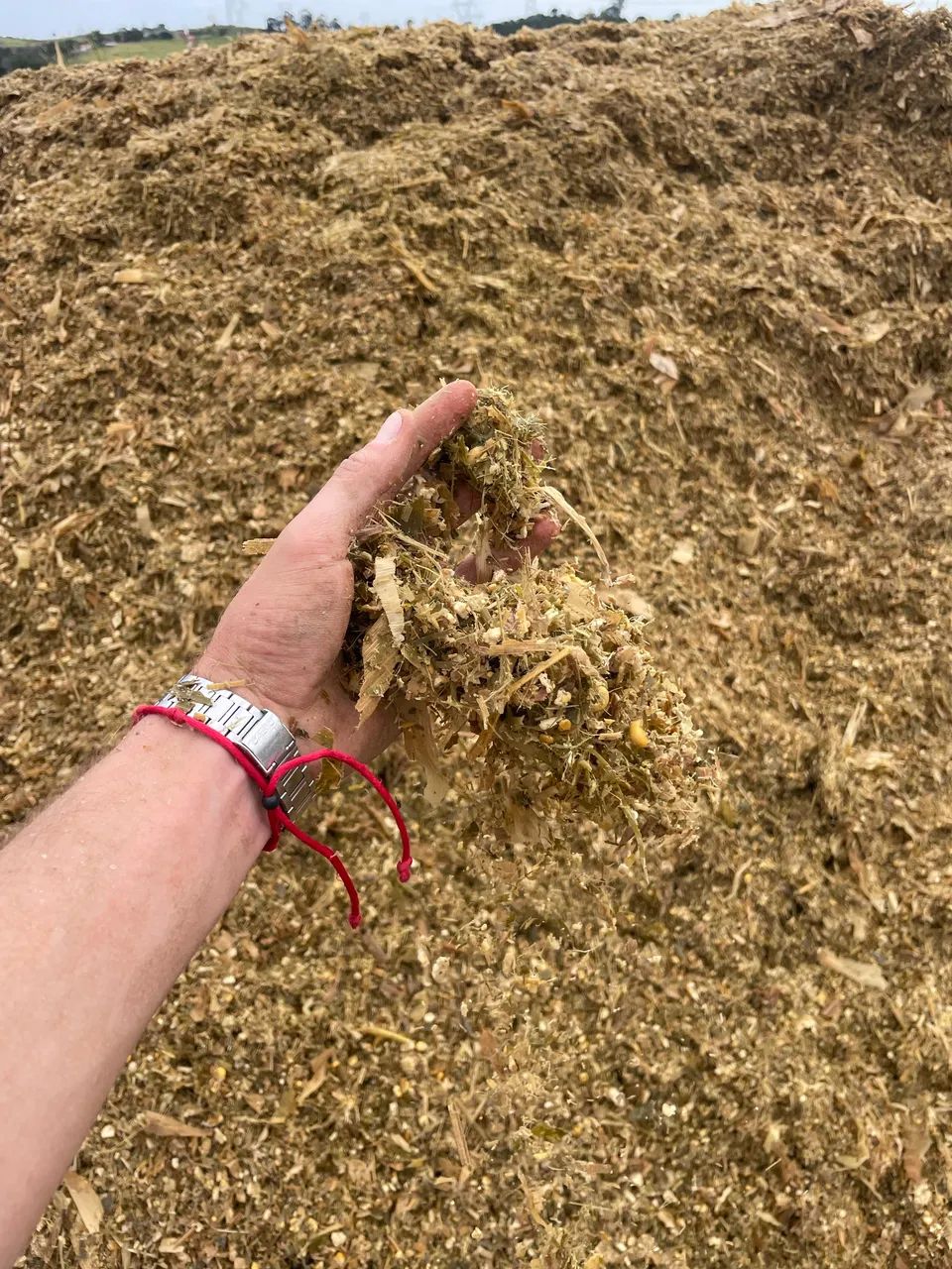 Silagem de Milho 25kg ensacada - Foto 4