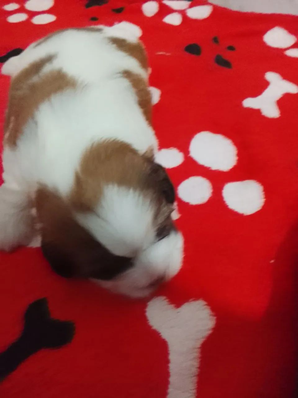 Filhote de shih Tzu - Foto 2
