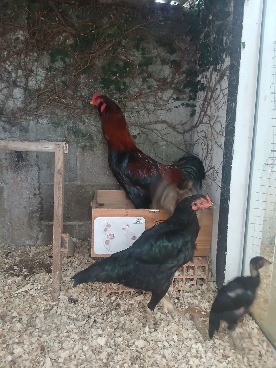 Galo e galinha inguesa  - Foto 2