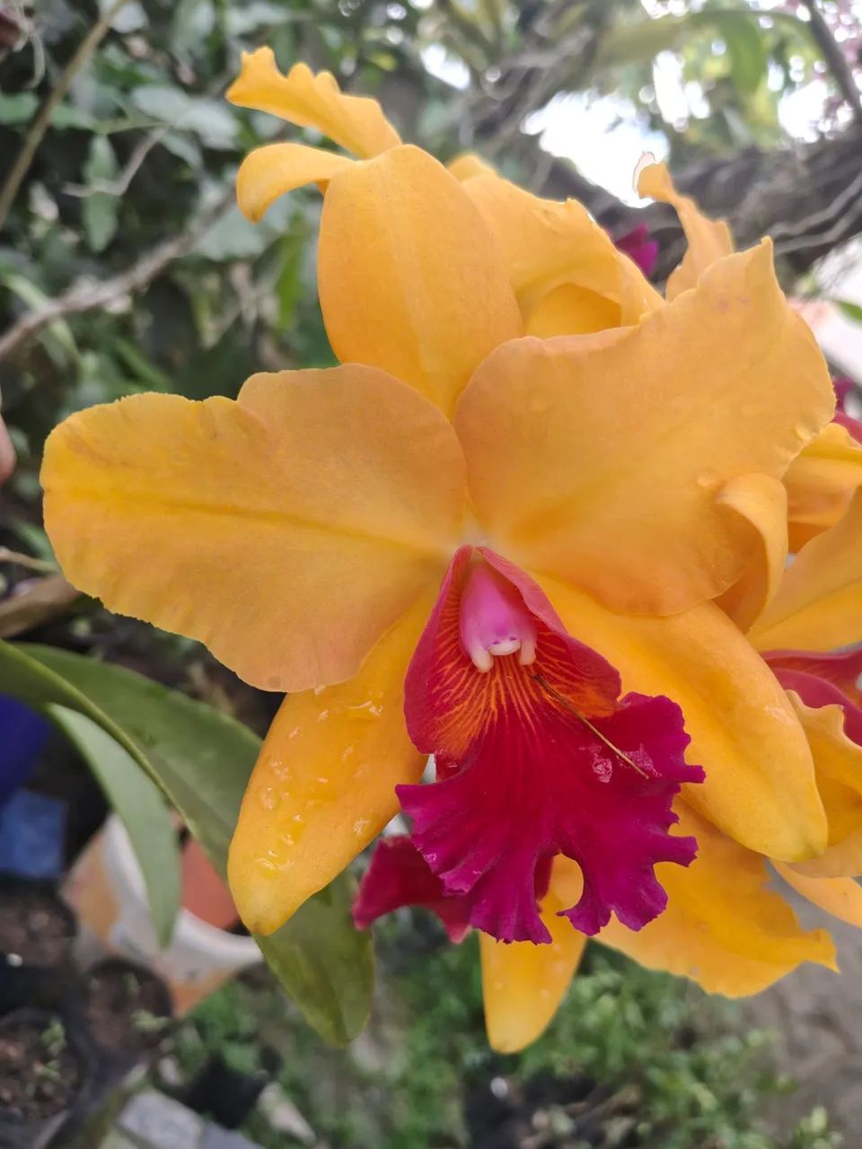 Orquídea Cattleya, Phal e outras - Foto 2
