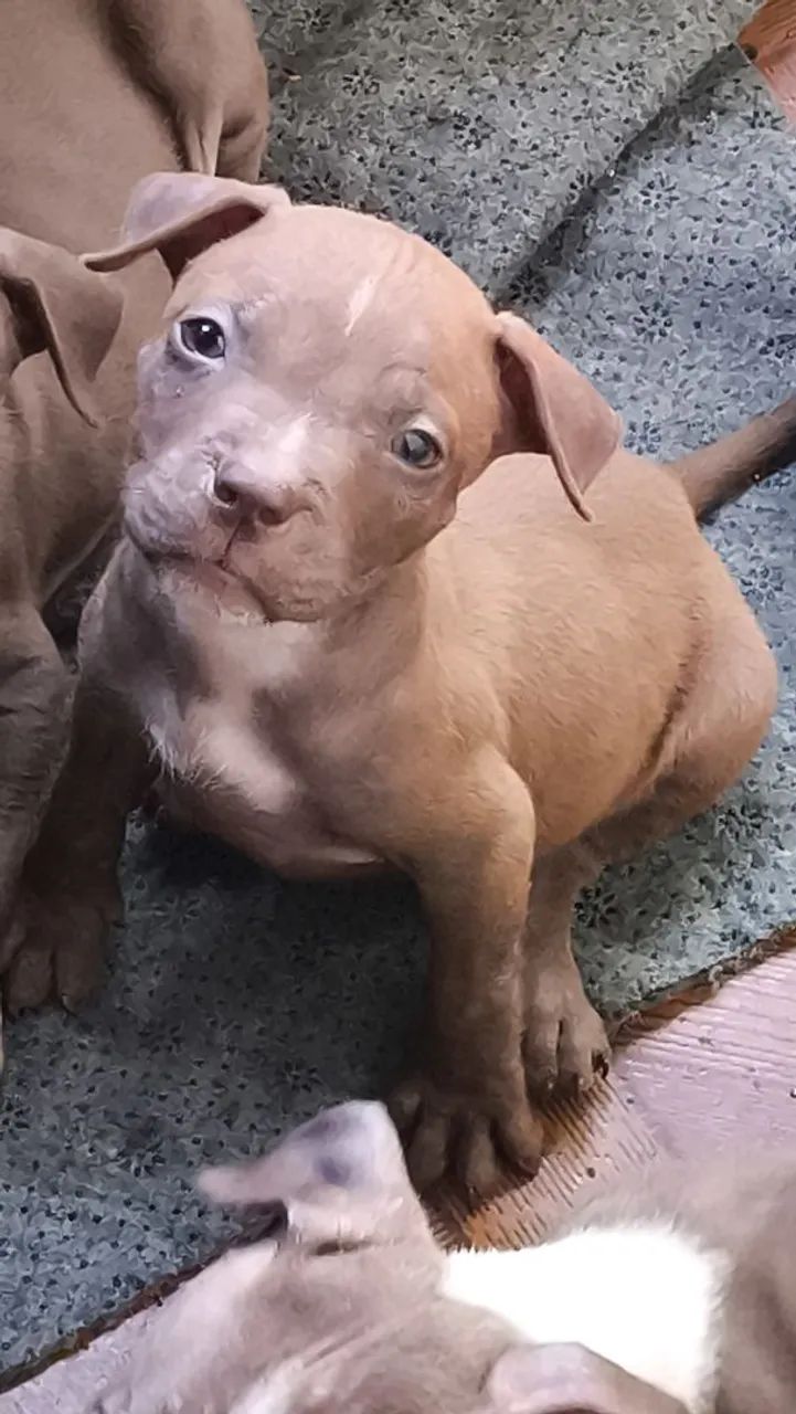 Vendo Filhote de pitbull - Foto 3