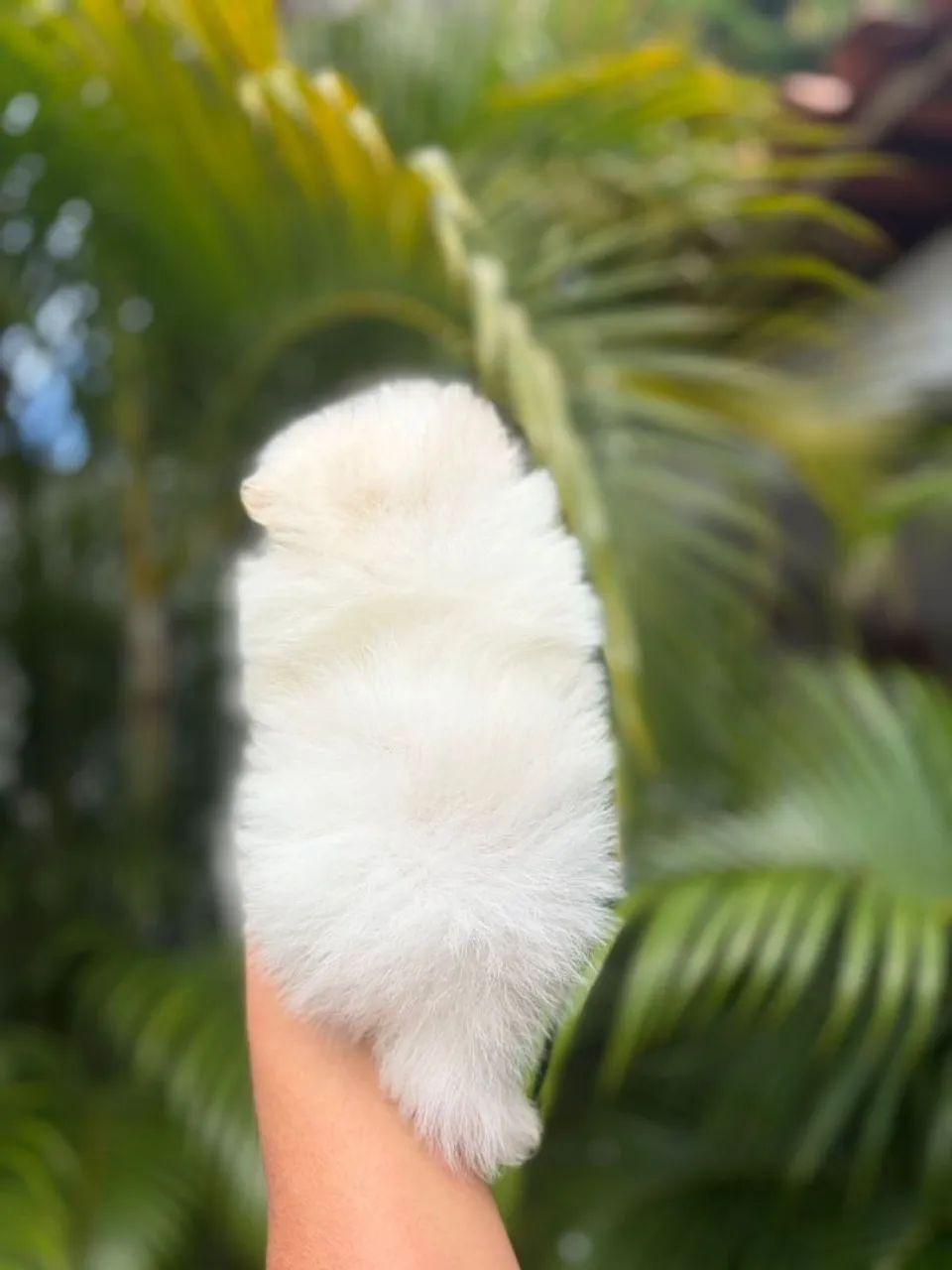 Spitz alemão anão macho - Foto 2