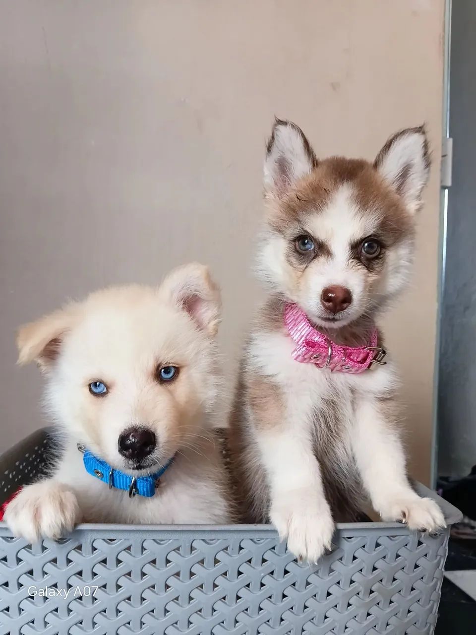 Husky siberiano 