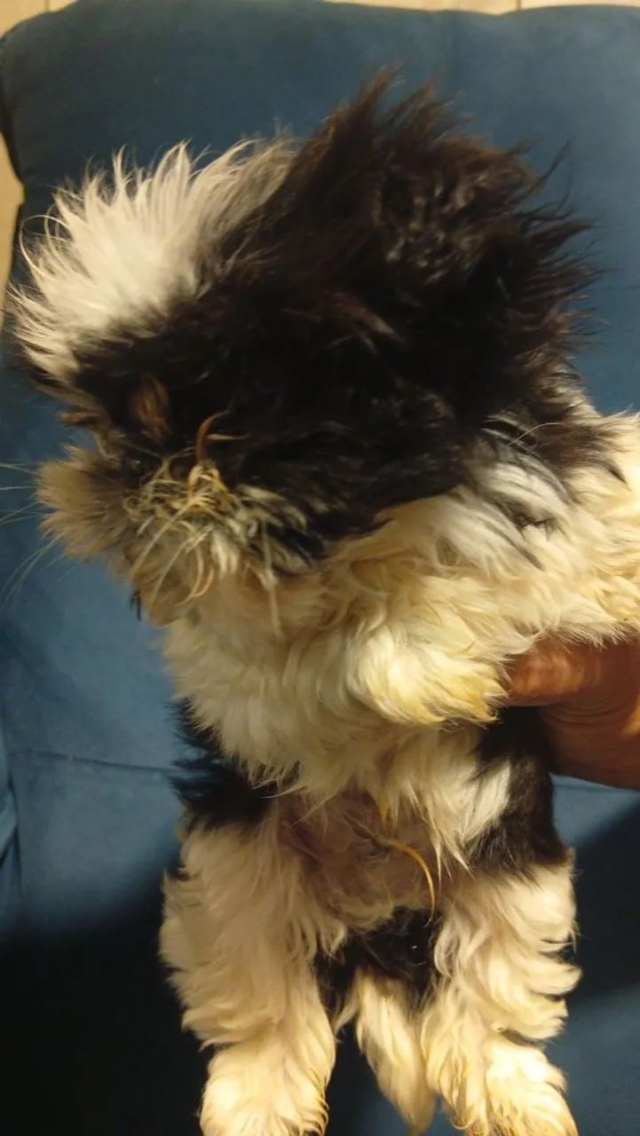 Shih Tzu macho