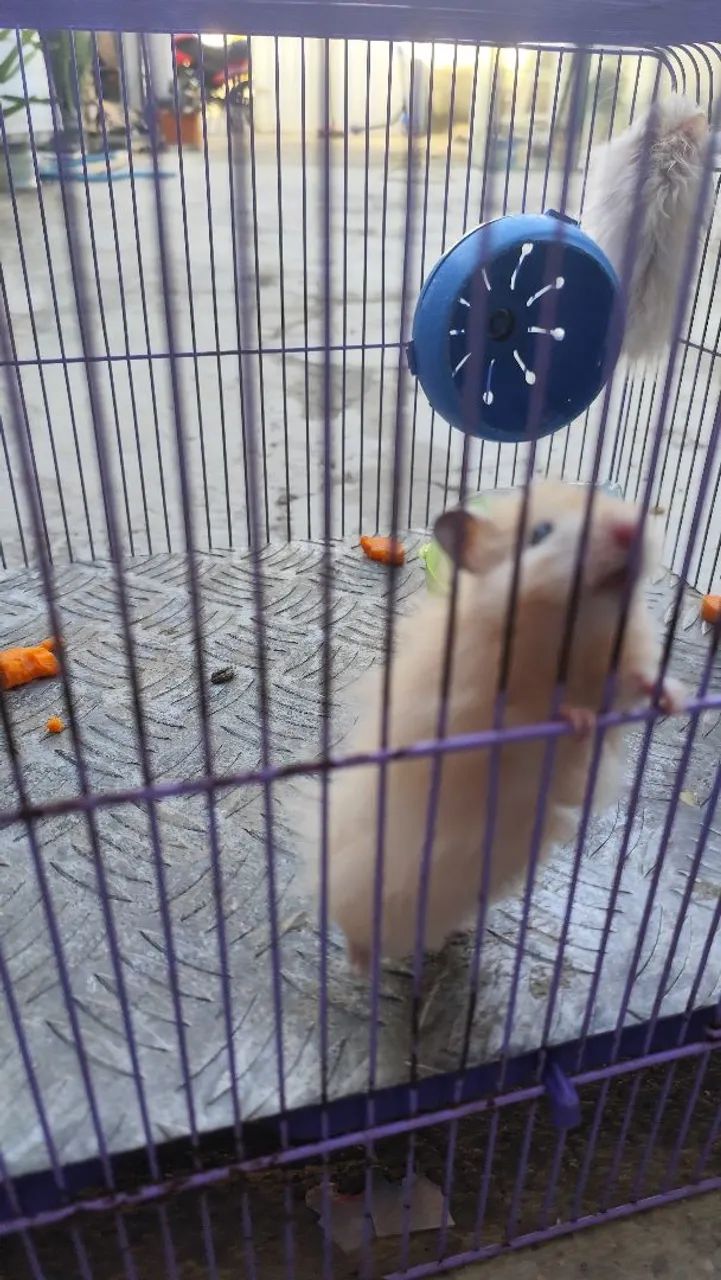 Hamster  - Foto 2
