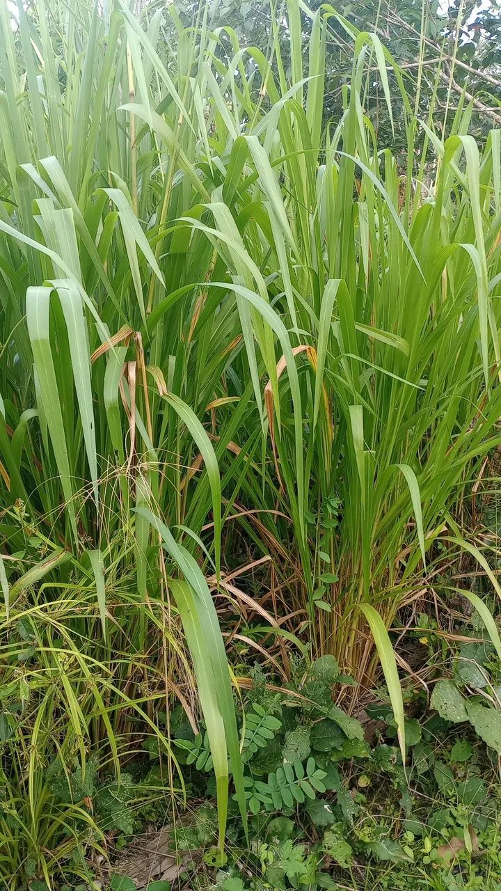 Fazenda 400 Ha Asfalto Energia Água Internet Região Desenvolvida - Foto 12