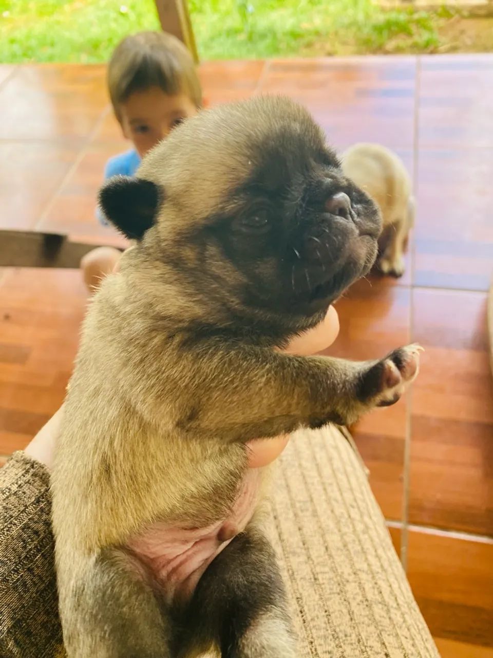 Pugs puro  - Foto 5