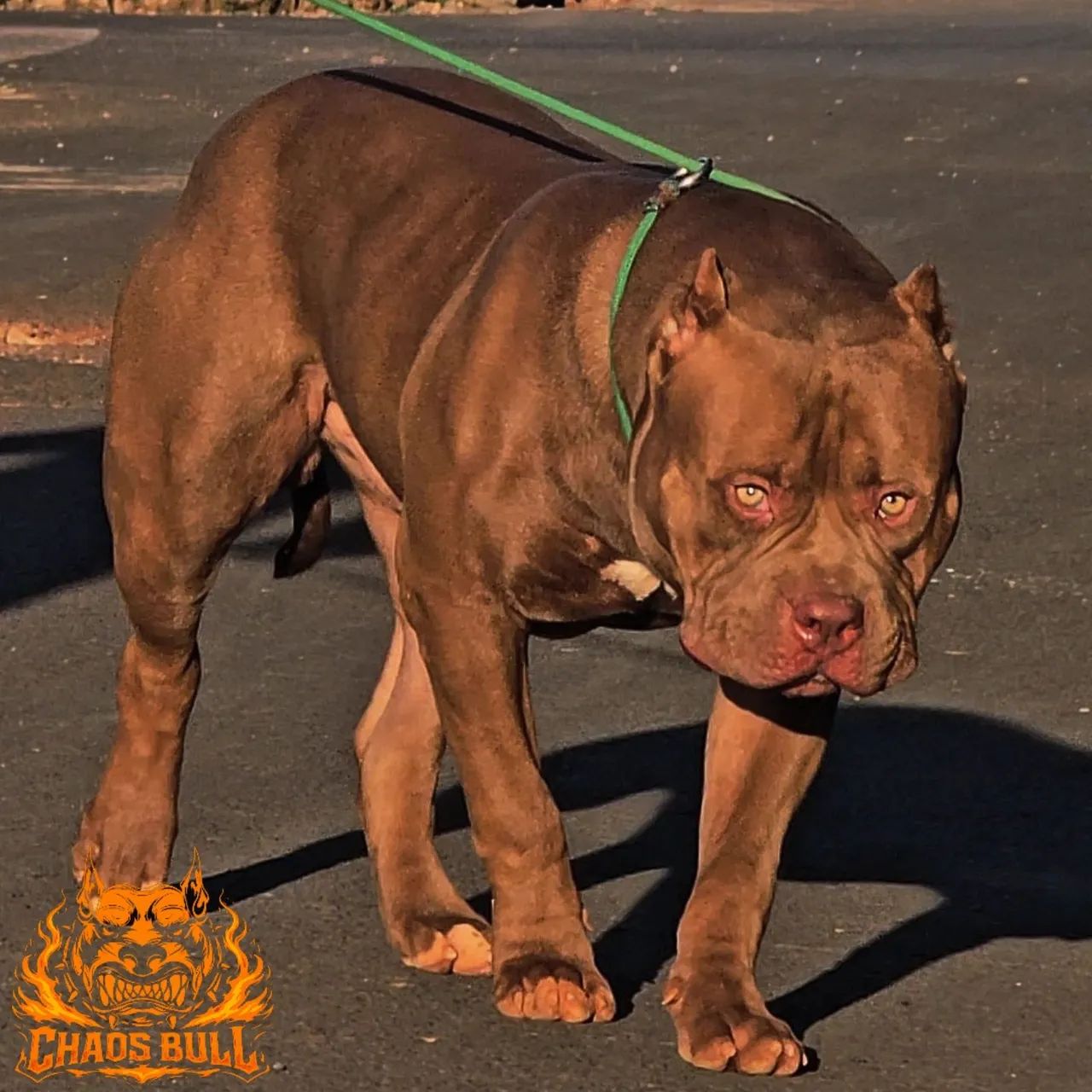 PIT MONSTER - Cachorros - Residencial Terra Morena, Campo Grande