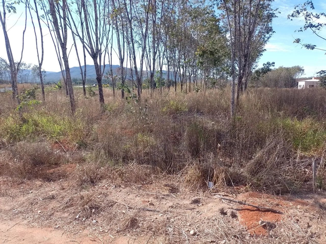 Lote  - Foto 2
