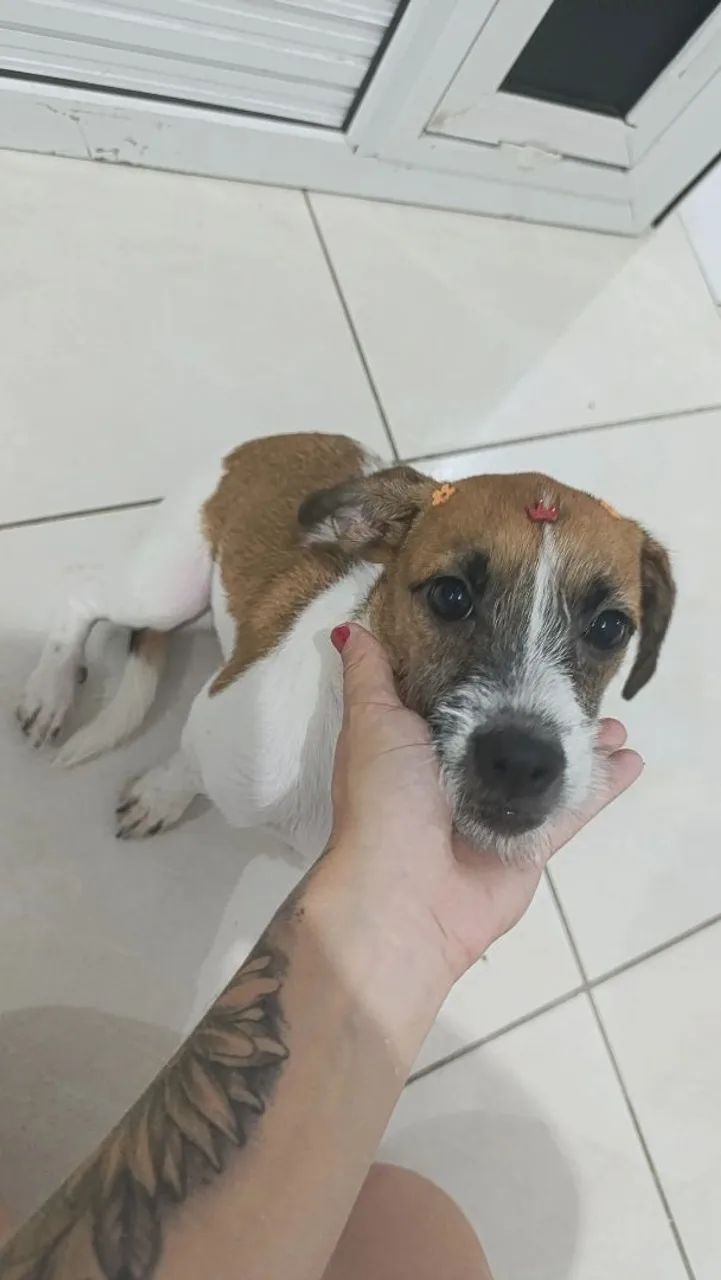 Doação de cachorro
