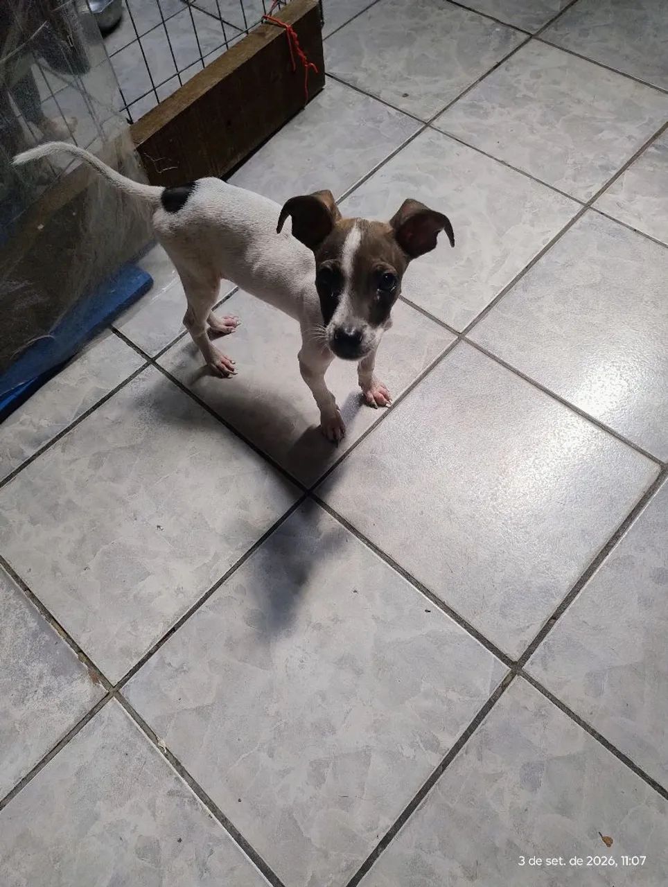 Doação de cachorro  - Foto 2
