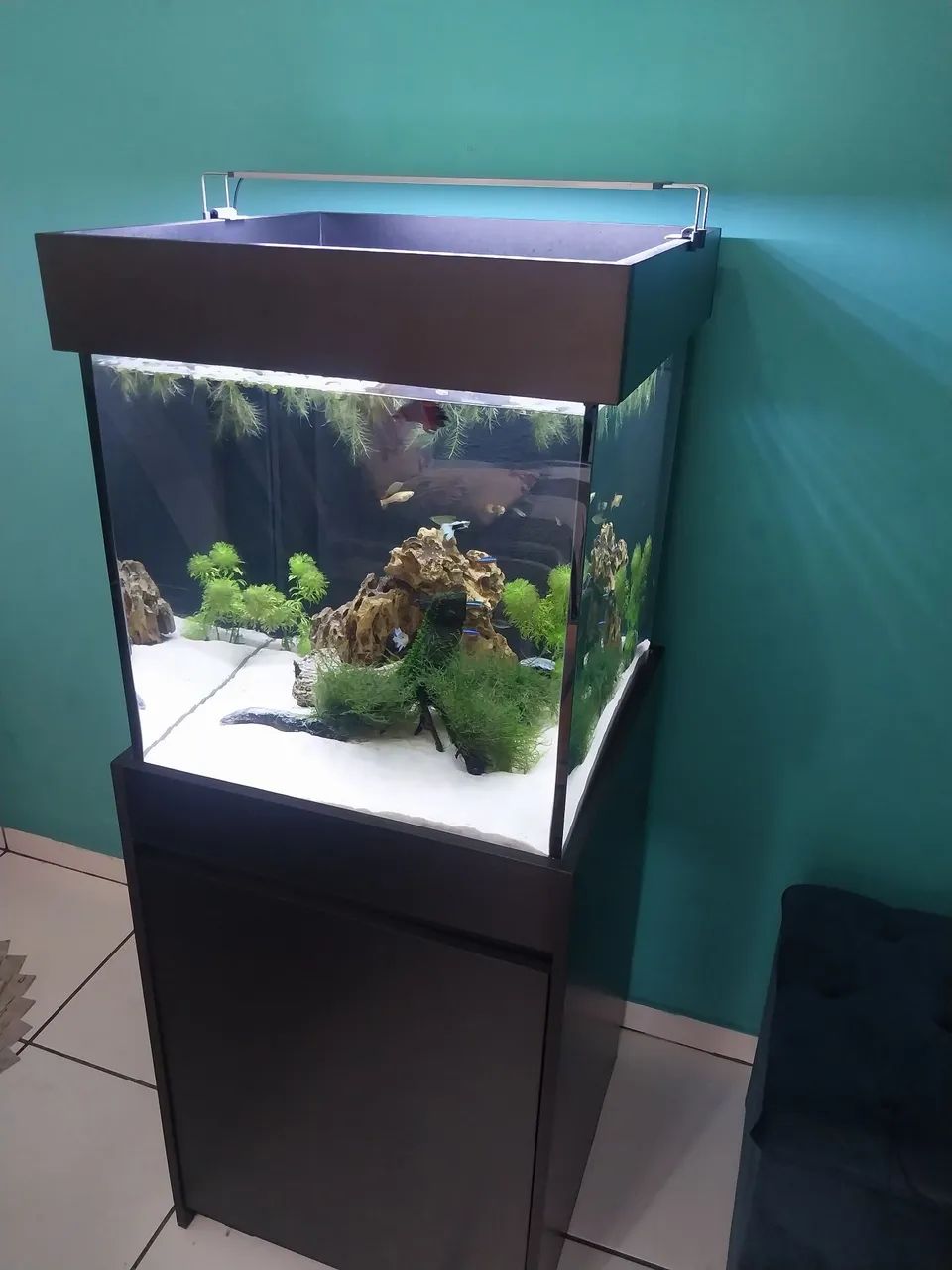 Aquário sump completo 