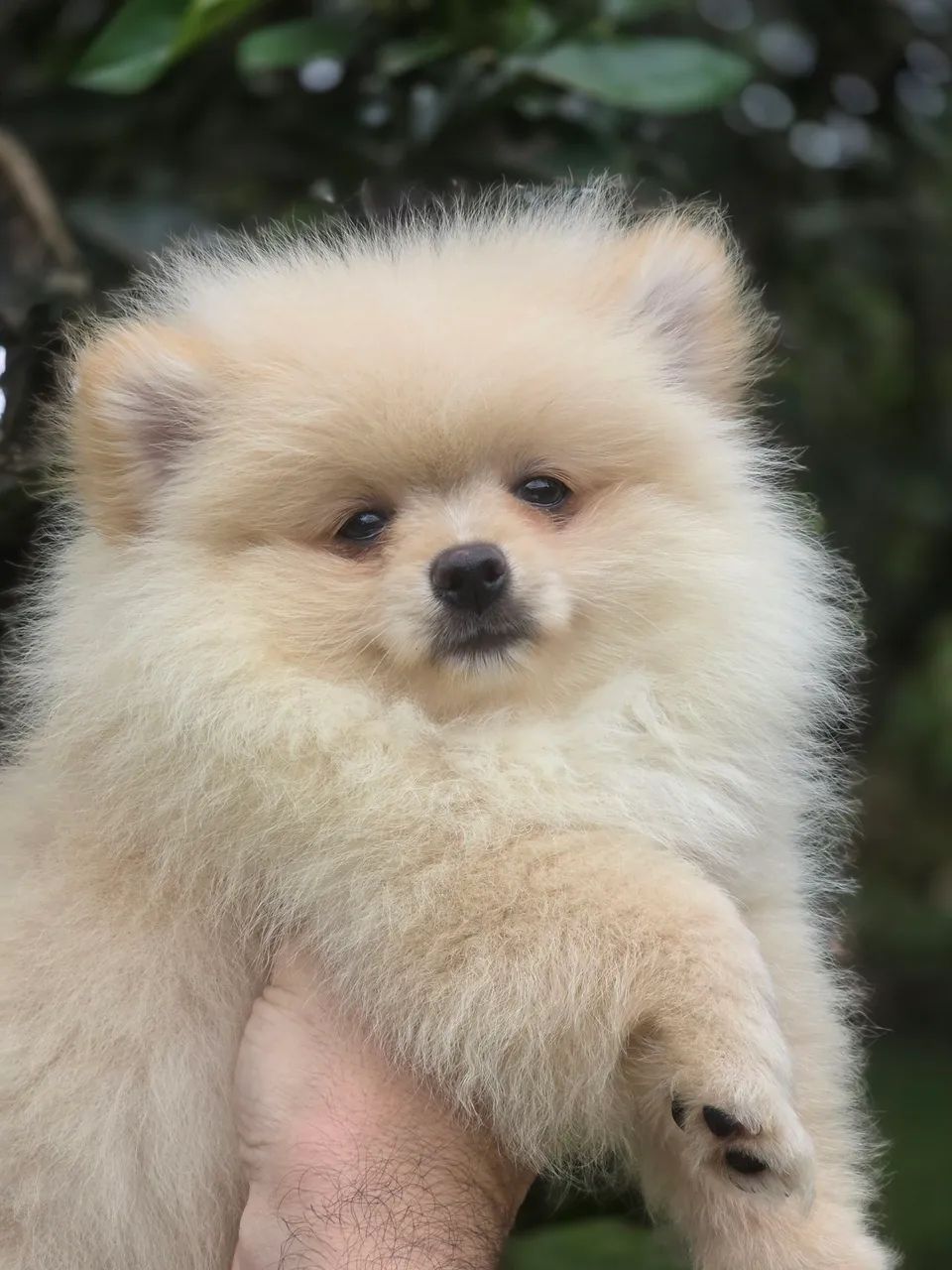 Spitz alemao  - Foto 2