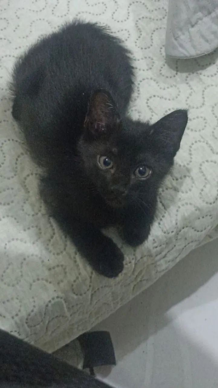 Gata preta morceguinha  - Foto 4