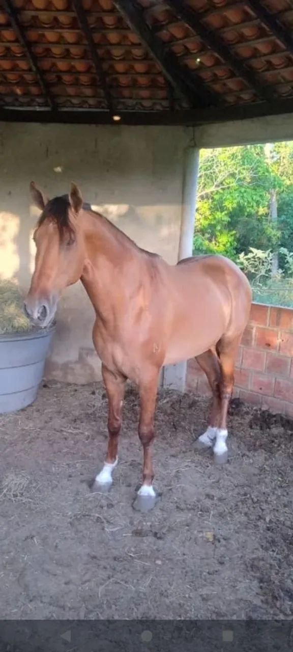 Cavalo campolina 8 anos registrado - Foto 3